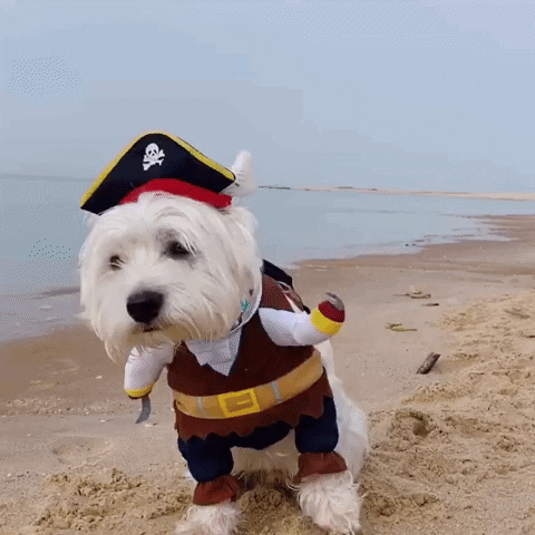 WestieVibes giphyupload travel puppy cute dog GIF