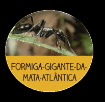 menoresbichosdobrasil animals brasil ant fauna GIF