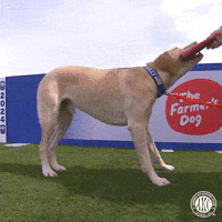 Labrador Retriever Water GIF by American Kennel Club