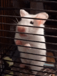 Derf GIF
