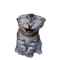 cat laughing Sticker