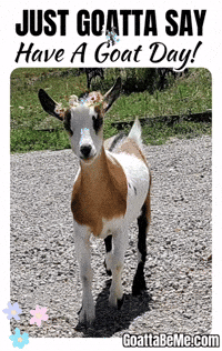 Good Day Pet GIF by Goatta Be Me Goats! Adventures of Java, Toffee, Pumpkin and Cookie!