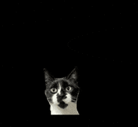 Cat Quiz GIF