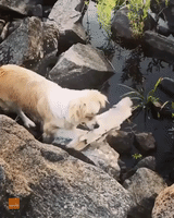 Sunny the Blind Dog Determined to Carry Driftwood From Rocky Lake Shore