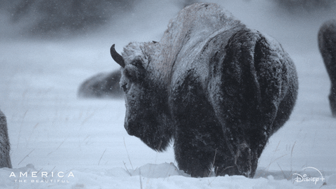 Snow America GIF by Nat Geo Wild