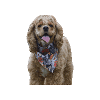 Cocker Spaniel Villains Sticker by Geekster Pets