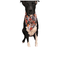 Black Dog Villains Sticker by Geekster Pets