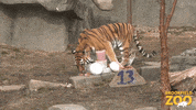 Happy Birthday Eating GIF by Brookfield Zoo