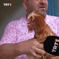 Chicken No GIF by TRT