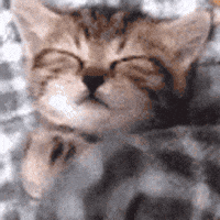 Cat Sleep GIF