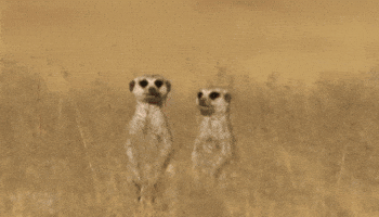 Wildlife gif. Sitting up in a grassy field, a meerkat turns toward another meerkat, hugs it and appears to give it a smooch. Text appears above them, "I love you," along with a growing red emoji heart.