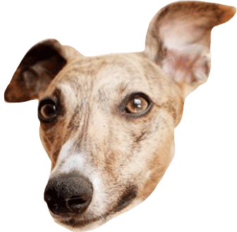 Lolly The Whippet Love Sticker