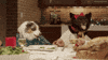 dog human eating GIF