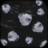Cat Fish Cats GIF