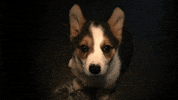 curious GIF