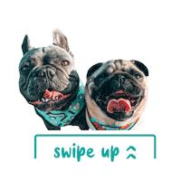 Swipe Up French Bulldog Sticker by Morty The Pug
