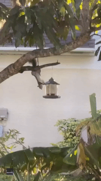 Balancing Squirrel Busted Trying to Steal Food From Bird Feeder in Florida Backyard