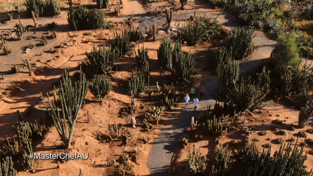 Cactus Mc15 GIF by MasterChefAU