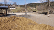 Goat What GIF by Ponyhof KlippKlapp