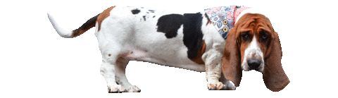 basset hound dog Sticker