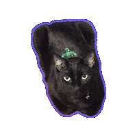 Black Cat Kitten Sticker by Rod Kim