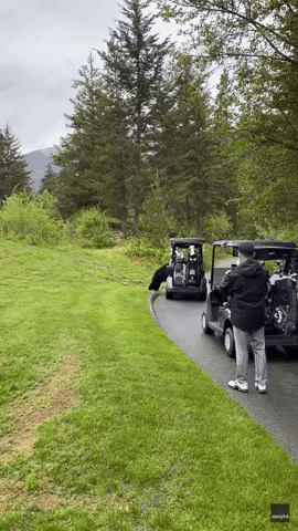 'You Just Took My Lunch': Bear Swipes Snack From Golf Cart