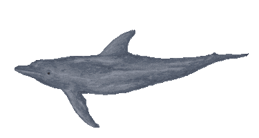 sea life swimming Sticker
