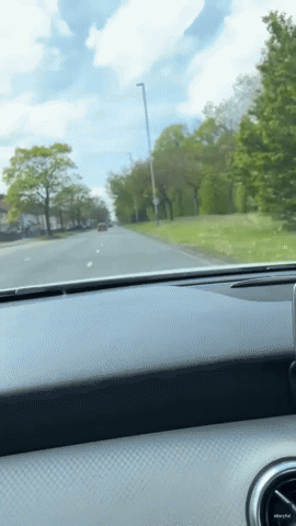 Human Head or Hedgehog? Women Turn Car Around to Find Out What It Is They Drove Past