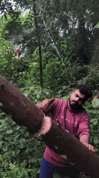 Forest Cutting GIF