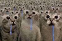 Cat GIF