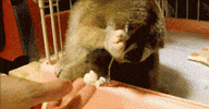 Ee Foo GIF