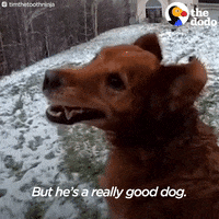 dog GIF by The Dodo