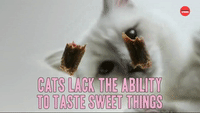 Cat Tastes