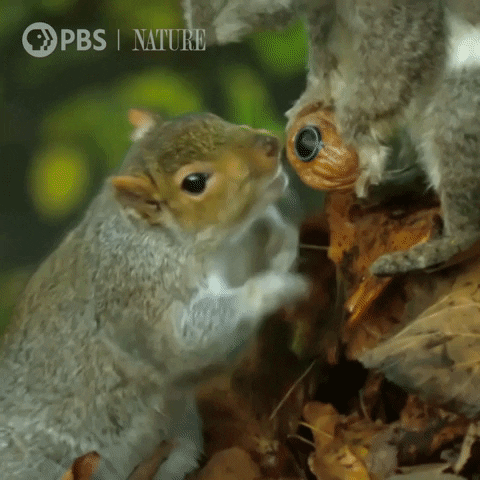 Pbs Nature Squirrel GIF by Nature on PBS