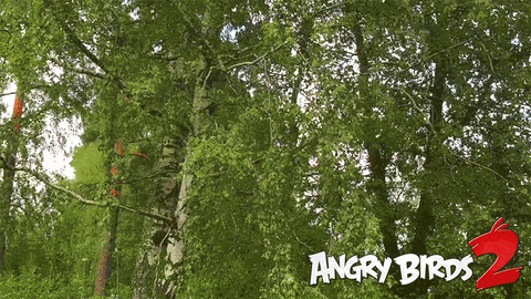GIF by Angry Birds