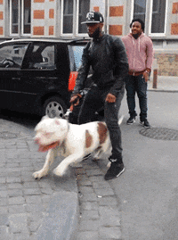 bull pit GIF
