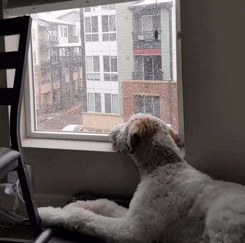 drewredmond dog snow puppy blizzard GIF