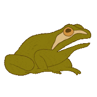 Frog Toad Sticker