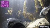 exploreorg love nature animal organic GIF