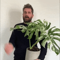 mr_plantgeek omg oh no gasp monstera GIF