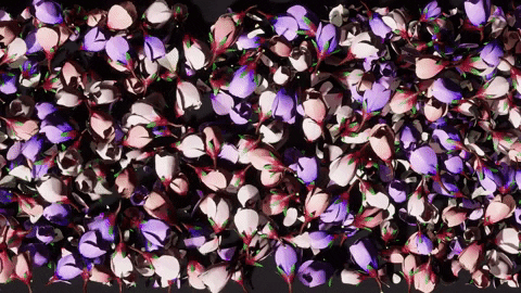 bonnate giphyupload GIF