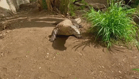 Bubba the Komodo Dragon Celebrates 27th Birthday at San Antonio Zoo