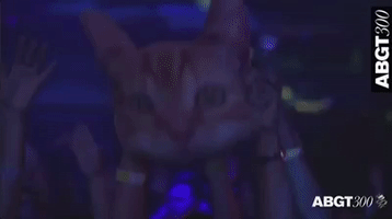 cat grouptherapy GIF by Anjunabeats