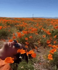 Wildflower Love GIF by GASLAMPKILLER