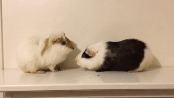 Guinea Pigs Nibble on Strawberries in Adorable Eating Competition