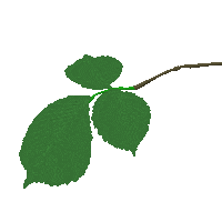 Plants Elm Sticker by Shamilov