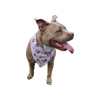 Girl Power Supergirl Sticker by Geekster Pets