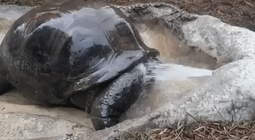 San Antonio Zoo's Tortoise Beats the Heat Amid Record Temperatures