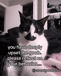 countgoobula angry mad upset funnycat GIF