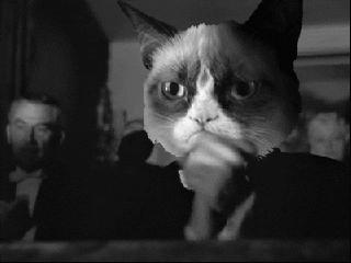 unimpressed grumpy cat GIF